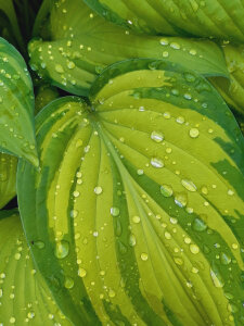 Hosta 'Ayesha'